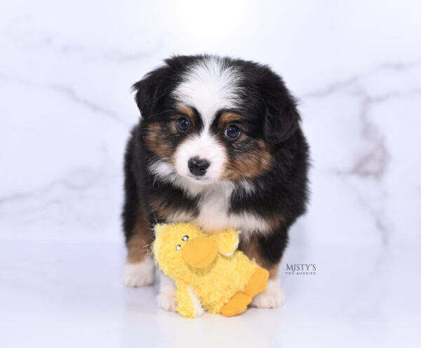 Mini / Toy Australian Shepherd Puppy Bali