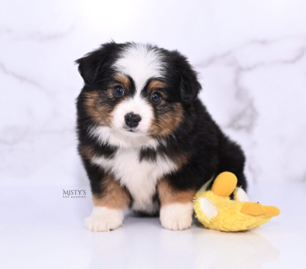 Mini / Toy Australian Shepherd Puppy Bali