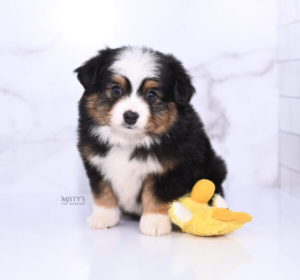 Mini / Toy Australian Shepherd Puppy Bali