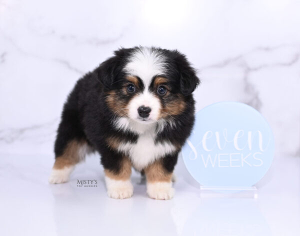 Mini / Toy Australian Shepherd Puppy Bali