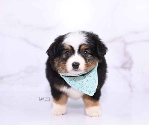 Mini / Toy Australian Shepherd Puppy Bali