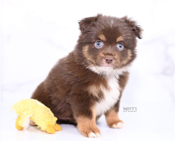 Mini / Toy Australian Shepherd Puppy Blaze