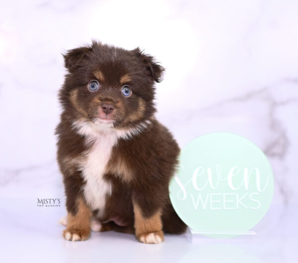 Mini / Toy Australian Shepherd Puppy Blaze