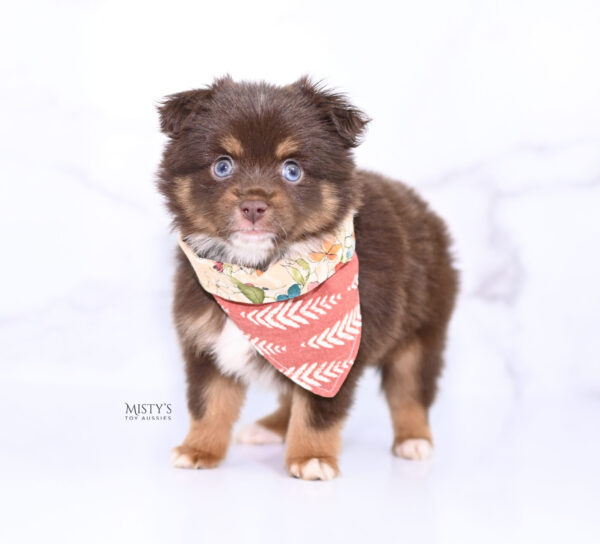 Mini / Toy Australian Shepherd Puppy Blaze