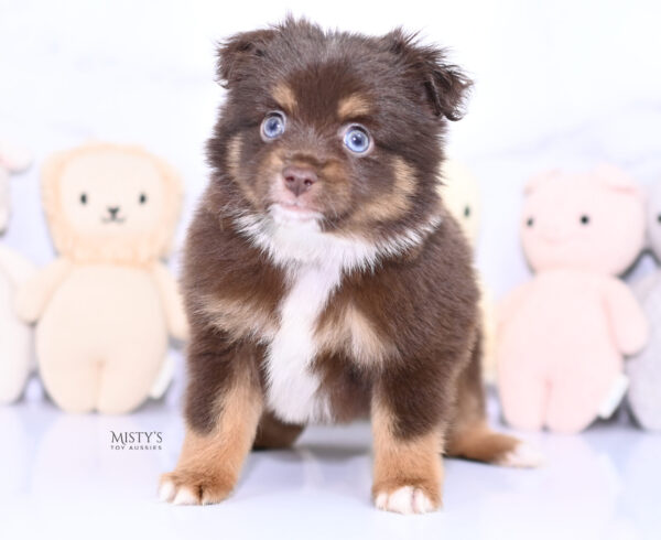 Mini / Toy Australian Shepherd Puppy Blaze