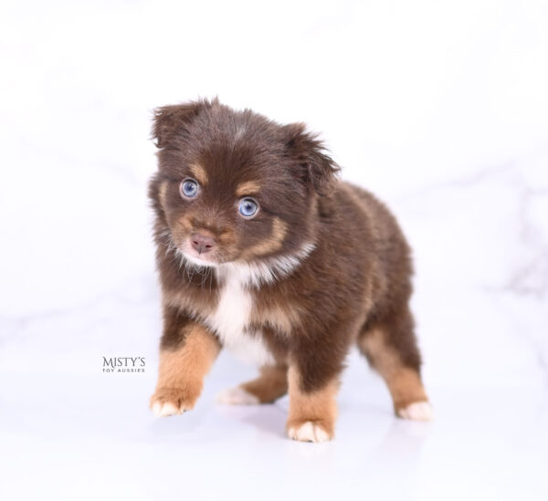 Mini / Toy Australian Shepherd Puppy Blaze