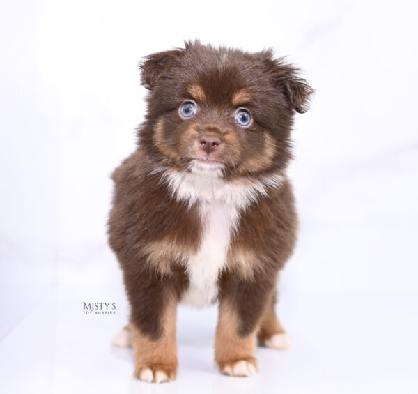 Mini / Toy Australian Shepherd Puppy Blaze