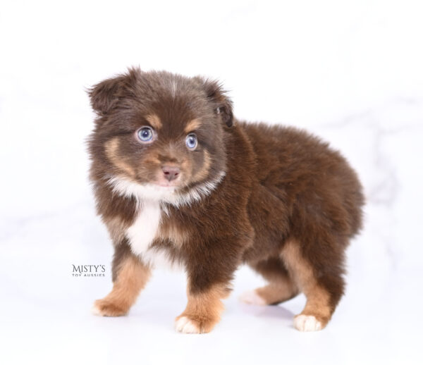 Mini / Toy Australian Shepherd Puppy Blaze