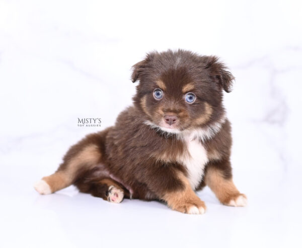 Mini / Toy Australian Shepherd Puppy Blaze