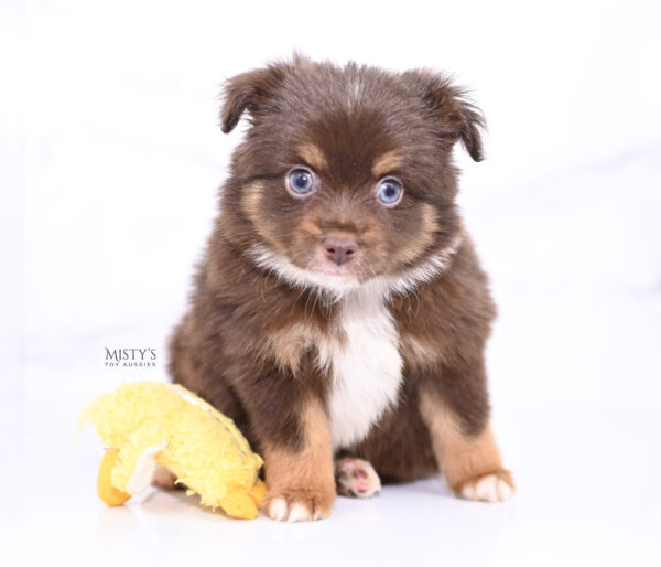 Mini / Toy Australian Shepherd Puppy Blaze