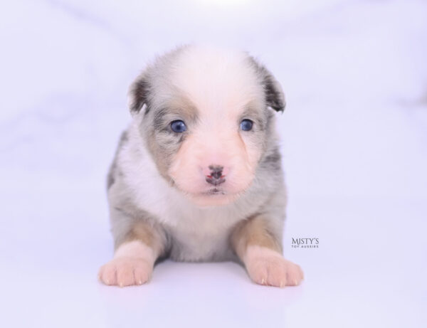 Mini / Toy Australian Shepherd Puppy Buckles