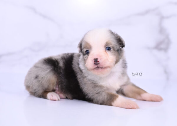 Mini / Toy Australian Shepherd Puppy Buckles