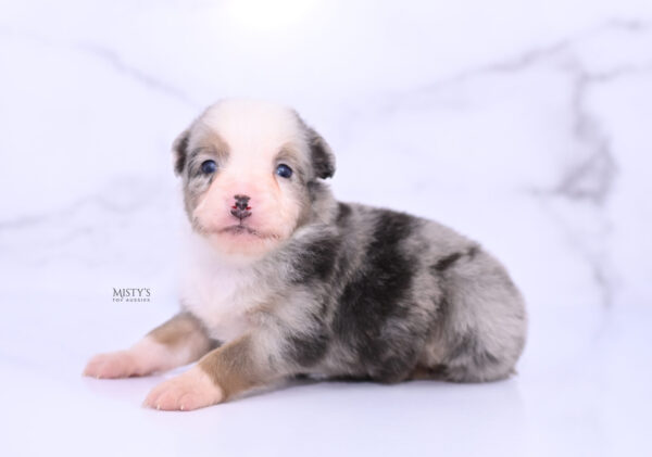 Mini / Toy Australian Shepherd Puppy Buckles