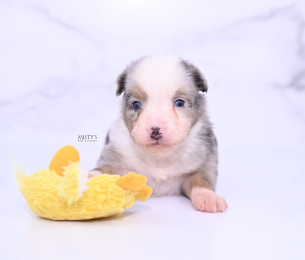 Mini / Toy Australian Shepherd Puppy Buckles