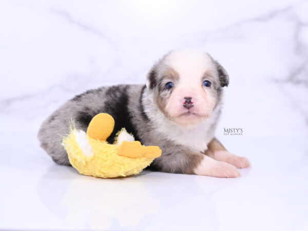 Mini / Toy Australian Shepherd Puppy Buckles