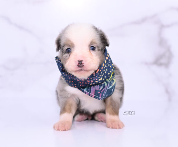 Mini / Toy Australian Shepherd Puppy Buckles