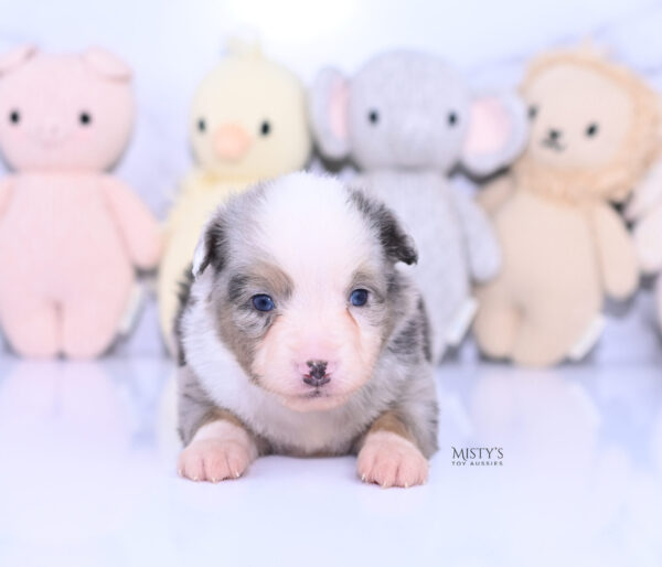 Mini / Toy Australian Shepherd Puppy Buckles