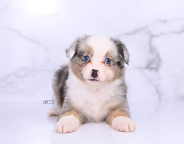 Mini / Toy Australian Shepherd Puppy Buckles