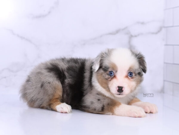 Mini / Toy Australian Shepherd Puppy Buckles