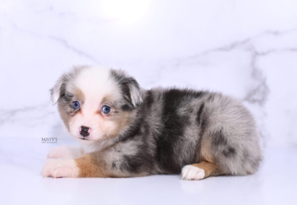 Mini / Toy Australian Shepherd Puppy Buckles