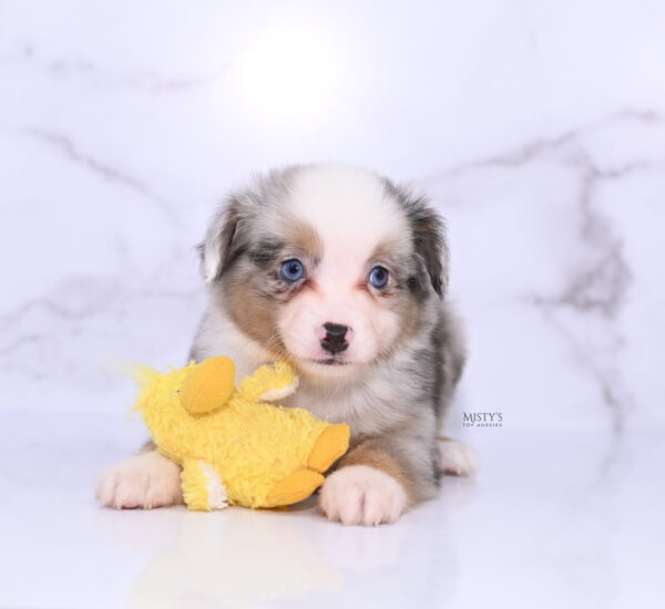 Mini / Toy Australian Shepherd Puppy Buckles