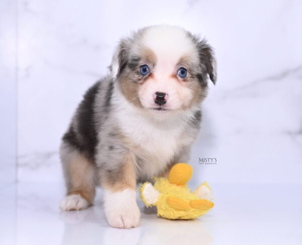 Mini / Toy Australian Shepherd Puppy Buckles