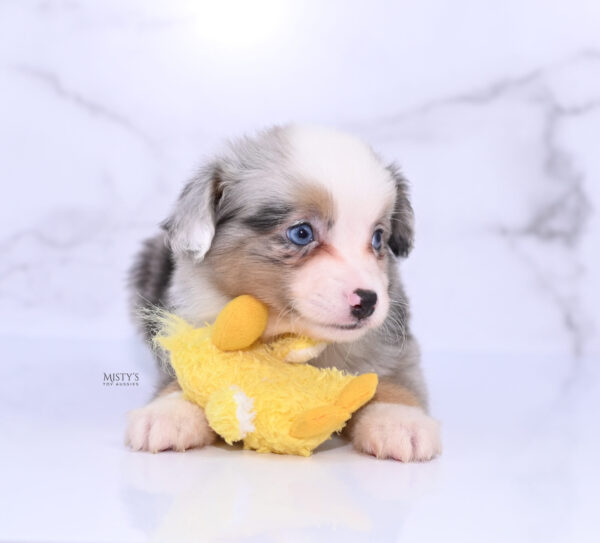 Mini / Toy Australian Shepherd Puppy Buckles