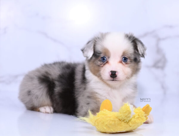 Mini / Toy Australian Shepherd Puppy Buckles