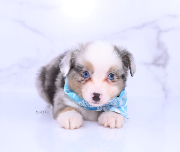 Mini / Toy Australian Shepherd Puppy Buckles