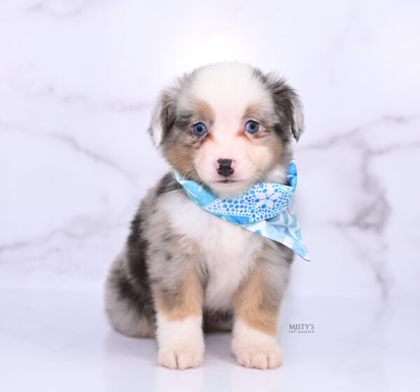 Mini / Toy Australian Shepherd Puppy Buckles