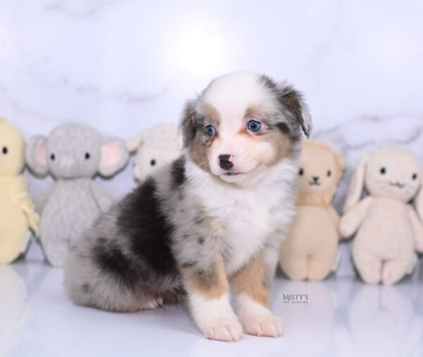 Mini / Toy Australian Shepherd Puppy Buckles