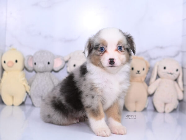 Mini / Toy Australian Shepherd Puppy Buckles