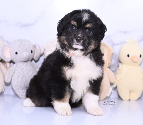 Mini / Toy Australian Shepherd Puppy Cabana