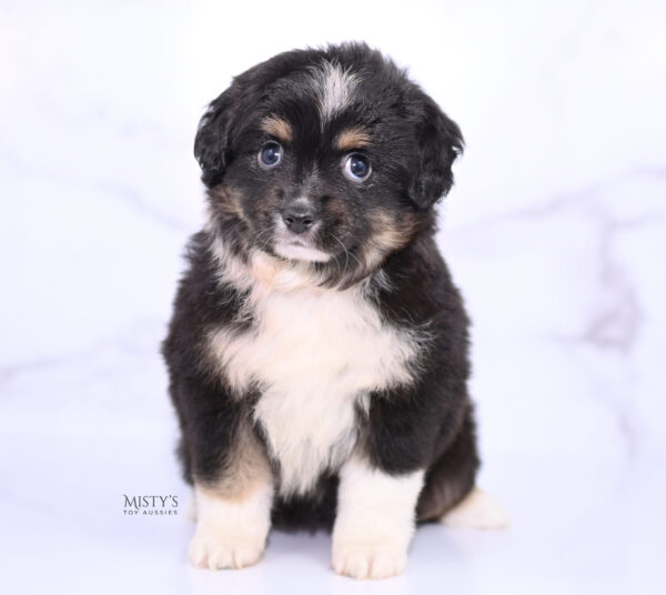 Mini / Toy Australian Shepherd Puppy Cabana