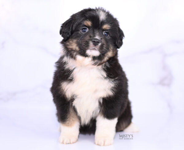 Mini / Toy Australian Shepherd Puppy Cabana