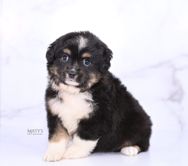 Mini / Toy Australian Shepherd Puppy Cabana