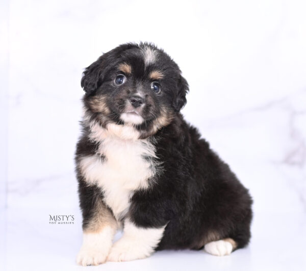 Mini / Toy Australian Shepherd Puppy Cabana