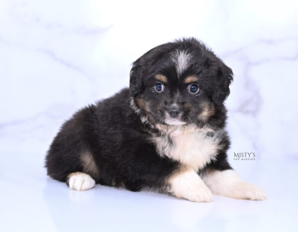 Mini / Toy Australian Shepherd Puppy Cabana