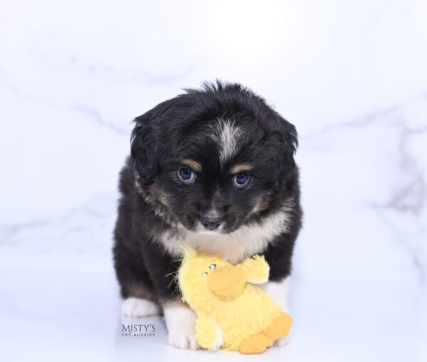 Mini / Toy Australian Shepherd Puppy Cabana