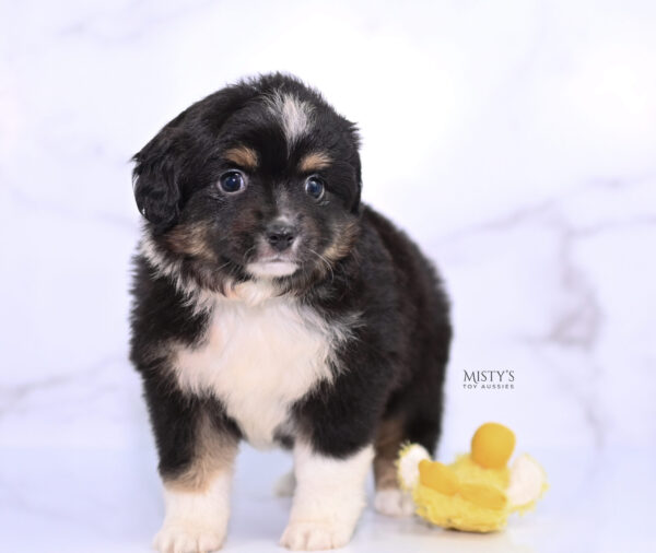 Mini / Toy Australian Shepherd Puppy Cabana