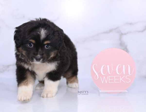 Mini / Toy Australian Shepherd Puppy Cabana