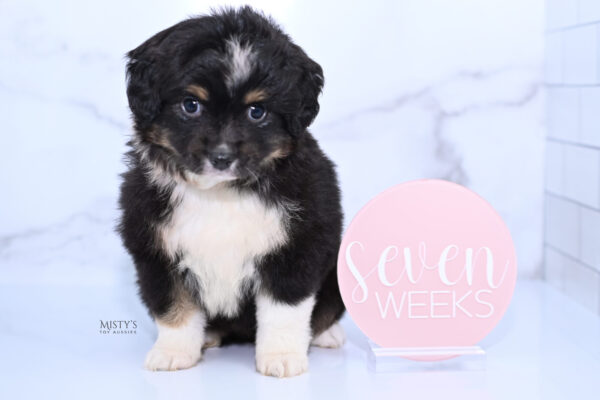 Mini / Toy Australian Shepherd Puppy Cabana