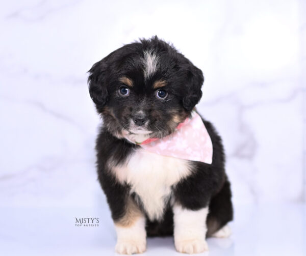 Mini / Toy Australian Shepherd Puppy Cabana