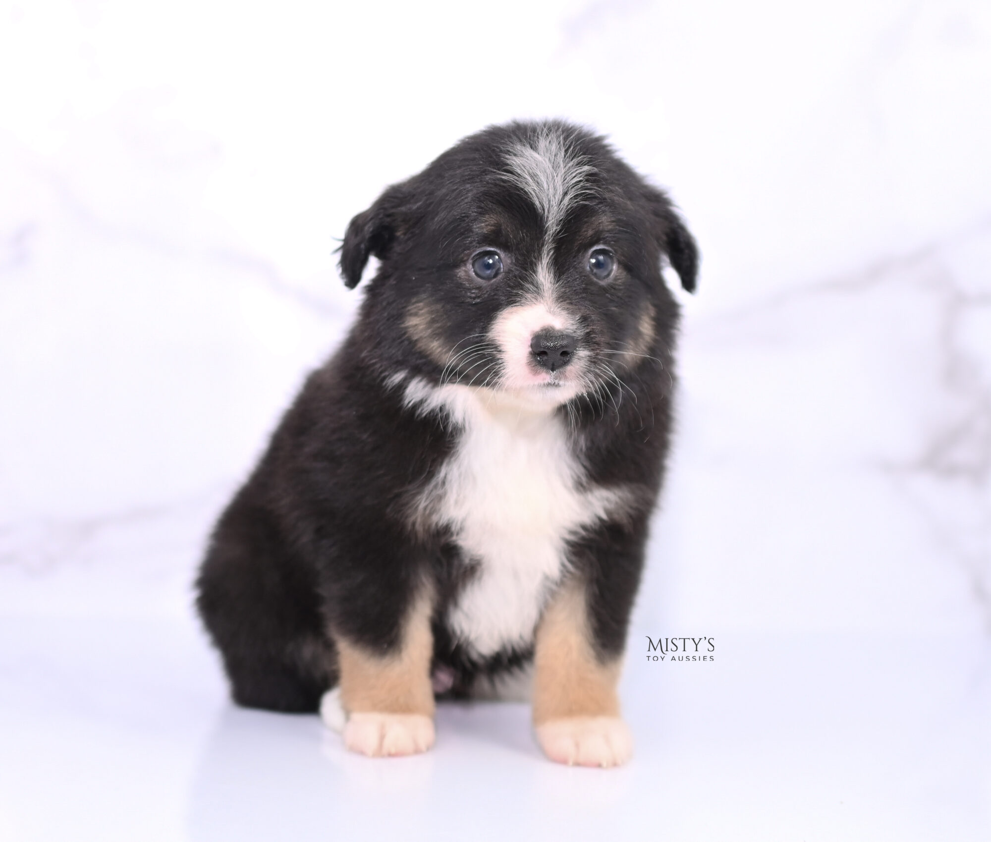 Misty deals toy aussies