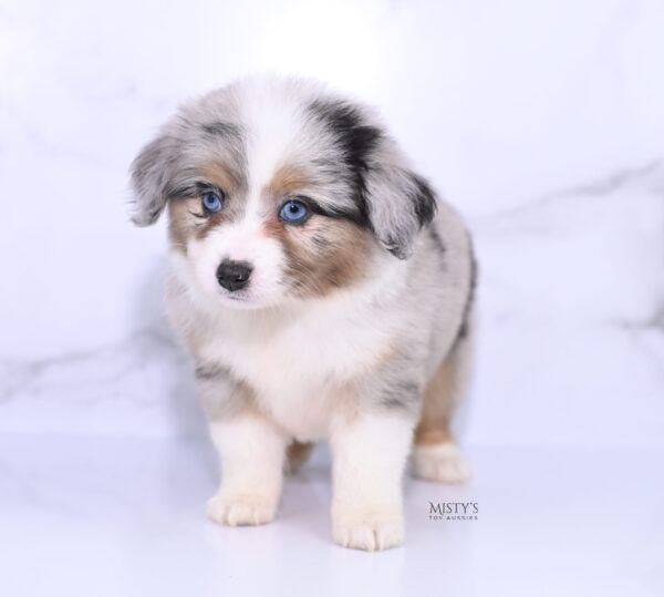 Mini / Toy Australian Shepherd Puppy Lily