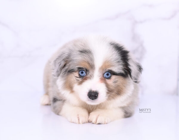 Mini / Toy Australian Shepherd Puppy Lily