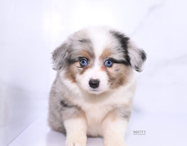 Mini / Toy Australian Shepherd Puppy Lily