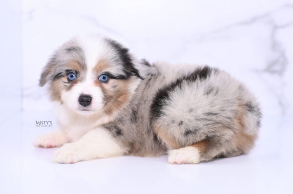 Mini / Toy Australian Shepherd Puppy Lily