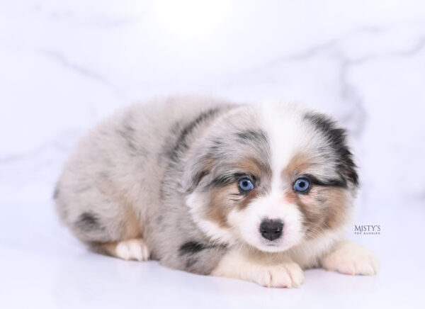 Mini / Toy Australian Shepherd Puppy Lily