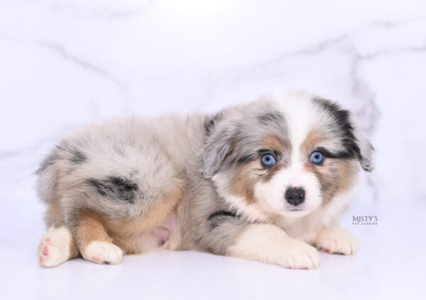 Mini / Toy Australian Shepherd Puppy Lily